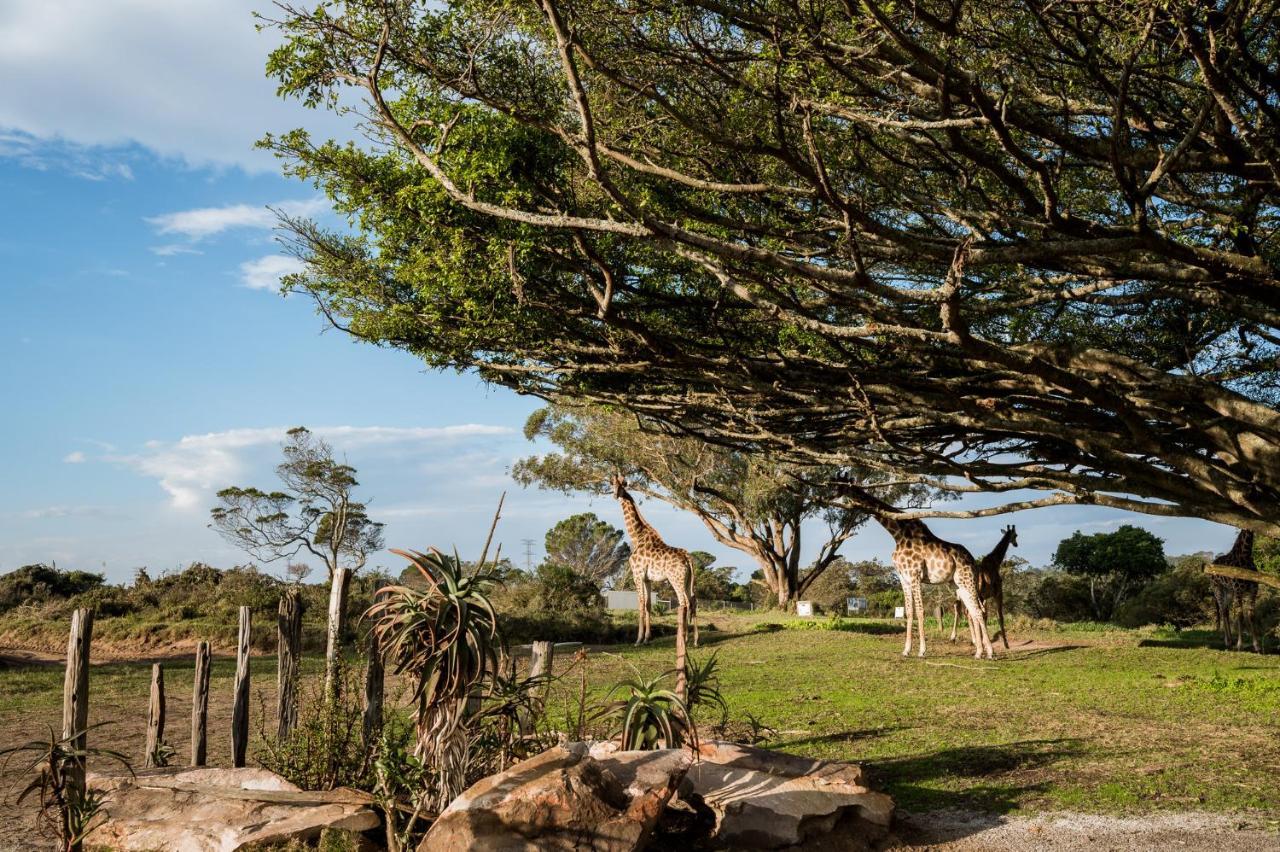 Kragga Kamma Game Park Villa Port Elizabeth Exterior photo