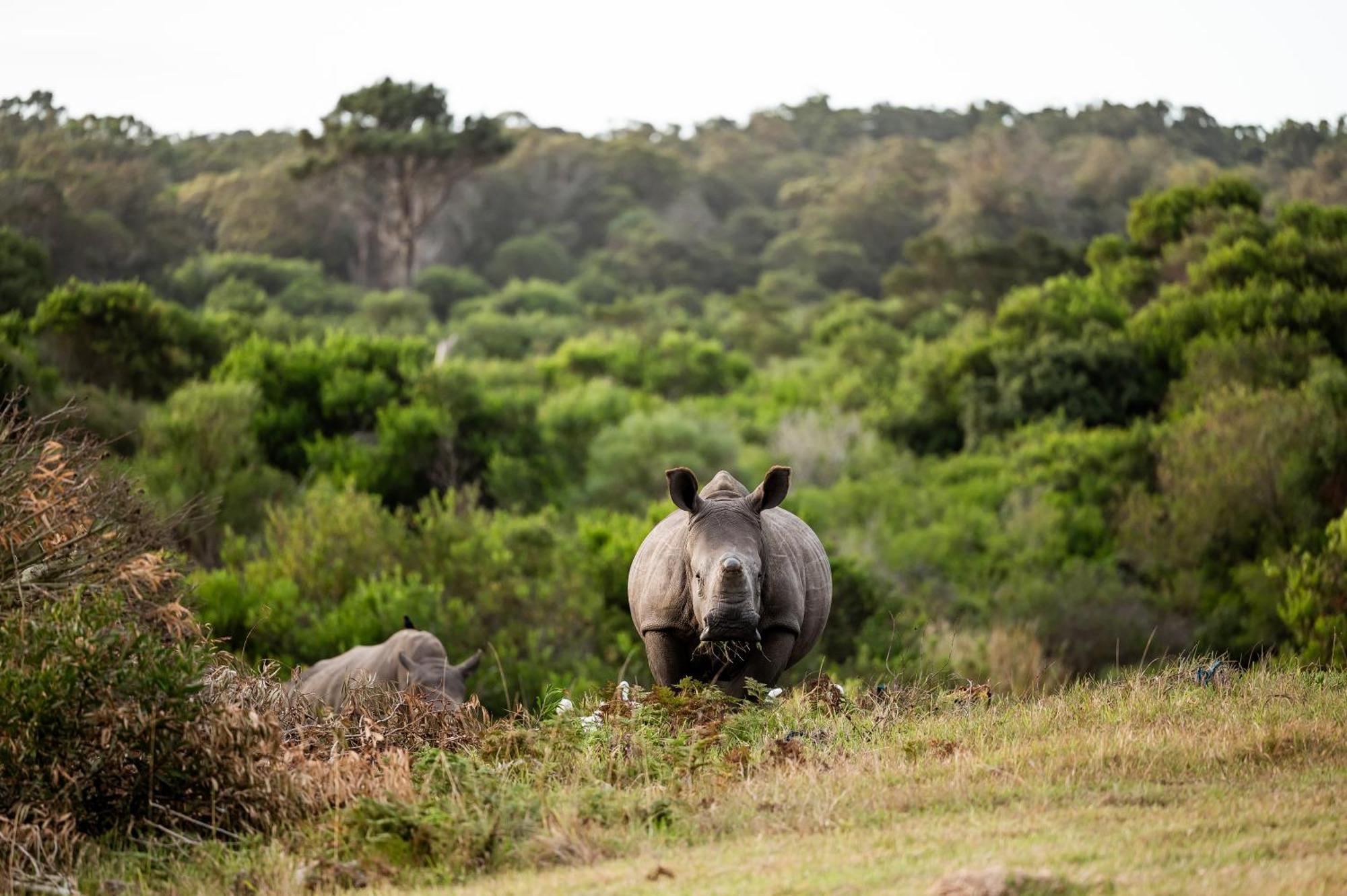 Kragga Kamma Game Park Villa Port Elizabeth Exterior photo